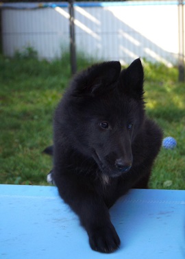 Estelle De Geracao Nova